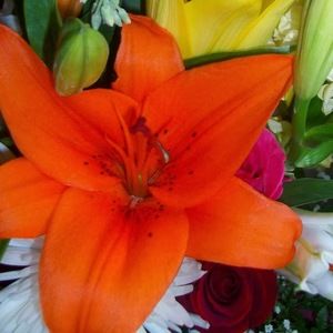 Meet your Posher, Dieusita